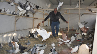 İcralık güvercinlere alıcı çıkmadı