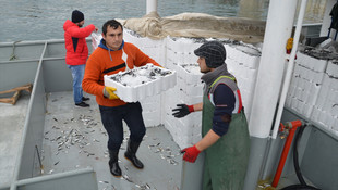 İki günde 10 bin kasa hamsi avlandı