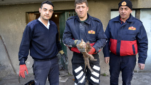 Kanalizasyon borusuna sıkışan kedi yavrusu için ekipler seferber oldu