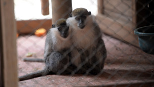 Karavanda iki örümcek maymunu ile 2,5 metrelik piton bulundu