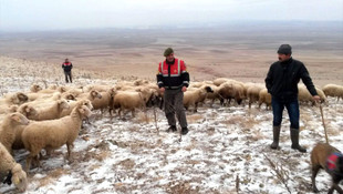 Kaybolan sürüyü iz takip köpeği buldu
