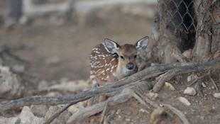 Kış ortasında gelen yavru geyik ilgi odağı oldu