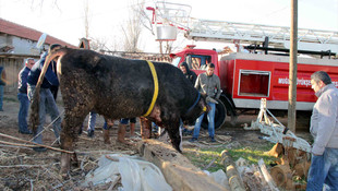 Kuyuya düşen inek kepçeyle kurtarıldı