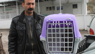 Manisa'da yaralı yavru atmaca tedavi altına alındı