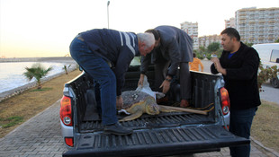 Mersin'de ölü caretta caretta sahile vurdu