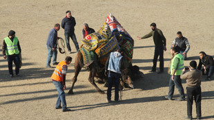 Milas'ta develer spor yararına güreşti