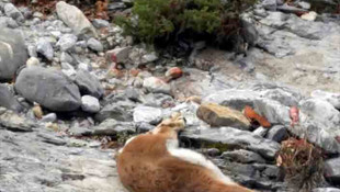 Muğla'da kaçak dağ keçisi avına 48 bin lira para cezası