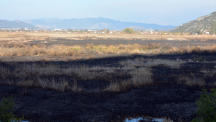 Muğla'da sazlık alandaki yangın