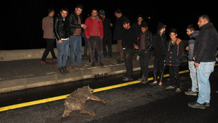 Muş'ta aracın çarptığı kurt telef oldu