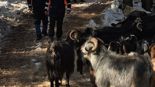 Niğde'de 5 çoban ve sürüleri mahsur kaldı