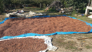 OGM, Türkiye'nin en büyük fındık üreticileri arasına girdi