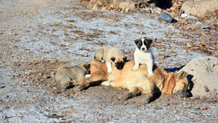 Ölen annelerinin başından ayrılmadılar