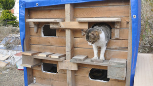 Sahipsiz hayvanlar için yuva yapıyorlar