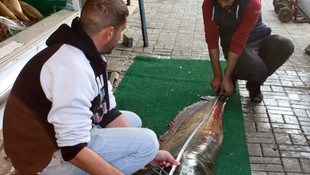 Salihli’de 110 kiloluk yayın yakalandı