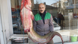 Samsun'daki baraj gölünde 60 kilogramlık yayın balığı yakalandı