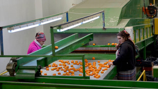 Seferihisar mandalinası Moğolistan yolunda