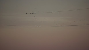 Trakya'da kuşları elektrik çarpmayacak