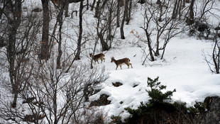 Tunceli'de yiyecek arayan yaban keçileri görüntülendi