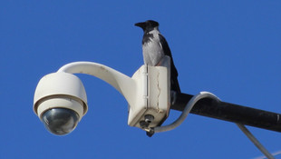 Türkiye Kuş Türü Listesi'ne yeni bir kayıt eklendi