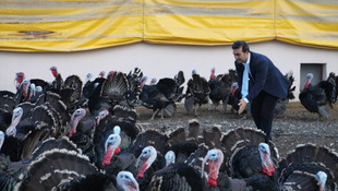 Üniversiteli hindiler yılbaşı için satışa sunuldu