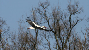 Verici takılan leylekler adım adım takip ediliyor