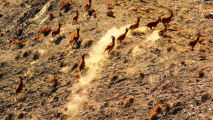 Yaban hayvanlarının popülasyonu araştırılıyor