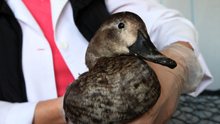 Yaralı bulunan yaban ördeği ameliyat edildi