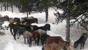 Yılkı atları için doğaya yem bıraktılar