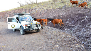 Yılkı atlarını elleriyle beslediler