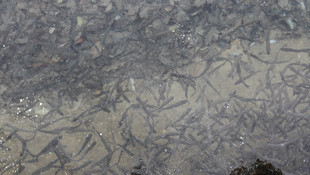 Zap Deresi kısmen dondu