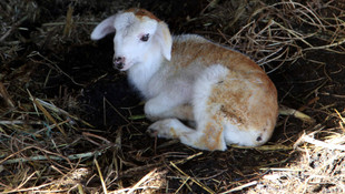 Ahırda çıkan yangında 20 küçükbaş hayvan telef oldu