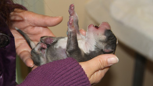 Aracın çarptığı gebe köpeğin yavruları sezaryen ile alındı