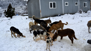 Artık yemeklerden sokak hayvanları nasipleniyor
