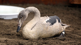 Avcıların vurduğu kuğu tedavi ediliyor
