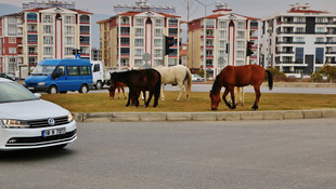 Başıboş atlar sürücülere zor anlar yaşattı