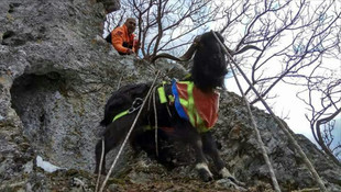 Dağda mahsur kalan keçiyi AFAD kurtardı
