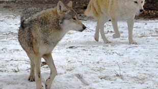 Doğal yaşam parkındaki hayvanların kar keyfi