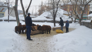 Doğu'da besicilerin kış çilesi