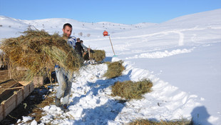Doğu'da besicilerin kış çilesi