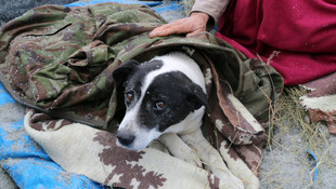 Kapalı mahalle yolu yaralı köpek için açıldı