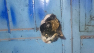 Kapıya sıkışan kedi yavrusu kurtarıldı