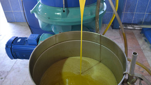 Kış mevsiminin gelir kapısı zeytinde hasat zamanı