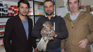 Konya'da yaralı atmaca tedavi altına alındı