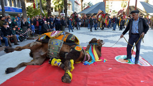 Kumluca'da En süslü deve yarışması yapıldı