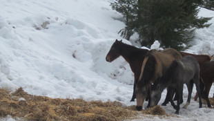 Mersin'de yaban hayvanları için doğaya yem bırakıldı