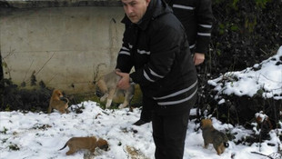 Ordu'da minik köpeklere sıcak yuva