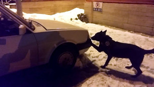 Otomobilin farında bonzai ele geçirildi