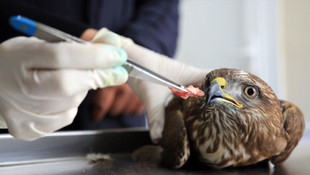 Paçalı şahin tedavi altına alındı