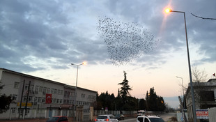 Sakarya'da sığırcık kuşlarının dansı