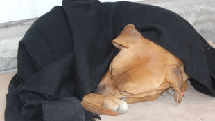 Soğukta sokak hayvanlarına battaniyeli önlem